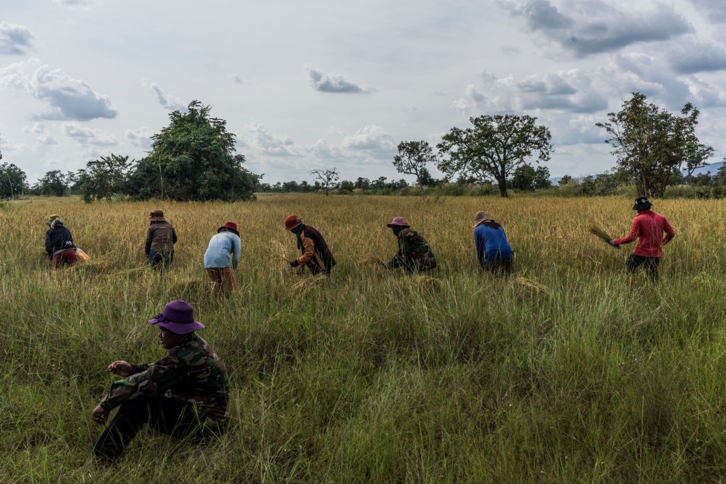 sateni_recolta_orez_NYTimes